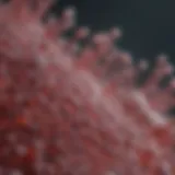 AAV replication cycle in HEK293 cells
