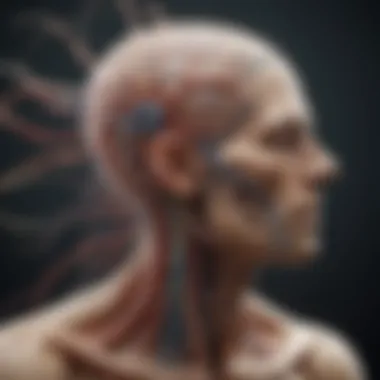 Understanding the Nervous System Neuroanatomy illustrating the nervous system