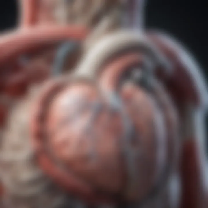 Anatomical diagram illustrating the placement of a cardiac pacemaker within the heart.