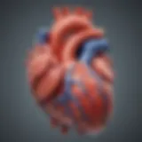 Illustration depicting the anatomy of the heart highlighting the left ventricle.