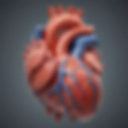 Illustration depicting the anatomy of the heart highlighting the left ventricle.