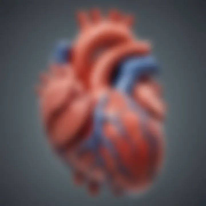 Illustration depicting the anatomy of the heart highlighting the left ventricle.