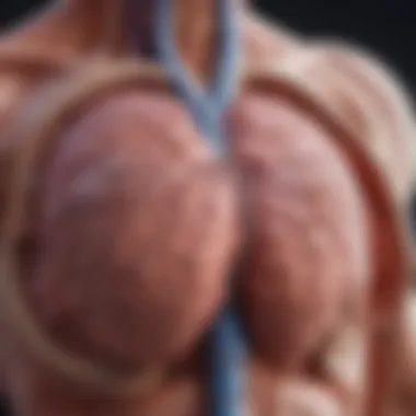 Diagram illustrating the diagnostic tools used for identifying left ventricular hypertrophy.