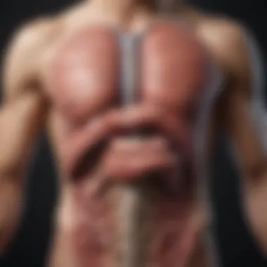 Understanding the Digestive System Anatomical diagram illustrating the digestive system and its functions