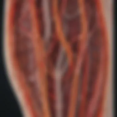 Normal vs Abnormal Carotid Artery Imaging Comparison of normal and abnormal carotid artery imaging results