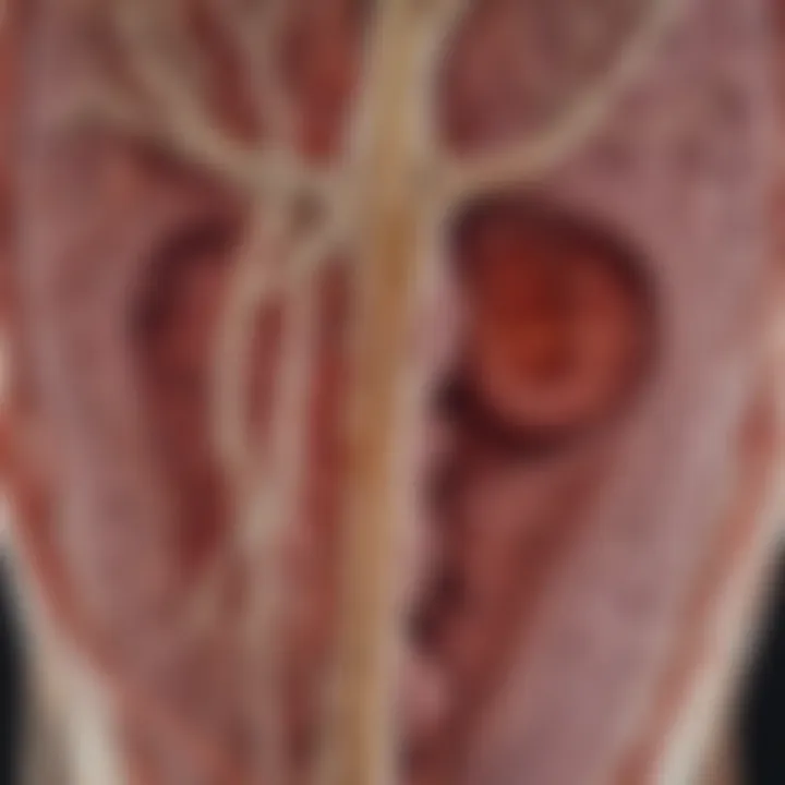 Detailed view of carotid artery CT scan highlighting vascular structure