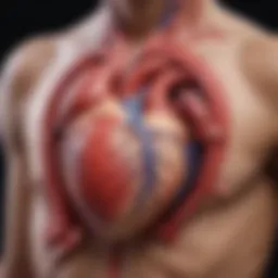 Illustration showing heart anatomy relevant to pediatric chest pain