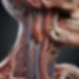 Detailed illustration of rectosigmoid anatomy