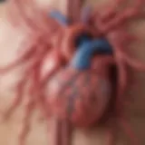 Illustration depicting the physiological mechanisms involved in acute heart failure
