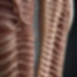 Illustration depicting kyphotic curvature of the thoracic spine