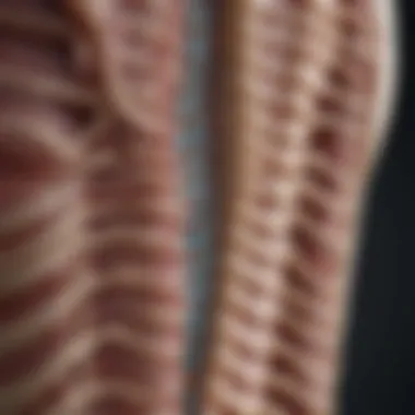 Illustration depicting kyphotic curvature of the thoracic spine