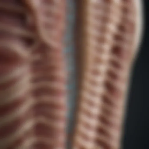 Illustration depicting kyphotic curvature of the thoracic spine