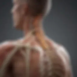Diagram illustrating various types of spinal injuries