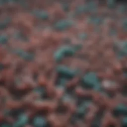 Microscopic view of Helicobacter pylori bacteria