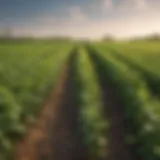 A close-up of soybean plants in a lush field