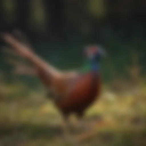 A vibrant male pheasant displaying its colorful plumage in a natural setting