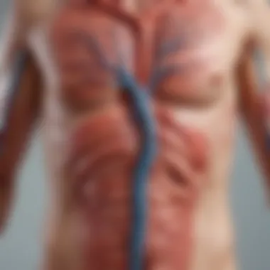 Understanding Vascular Health in Young Adults Visual representation of the vascular system in young adults