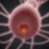 Genetic pathways influencing breast cancer risk