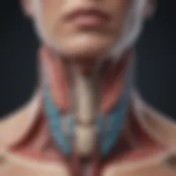 Thyroid gland anatomy illustration