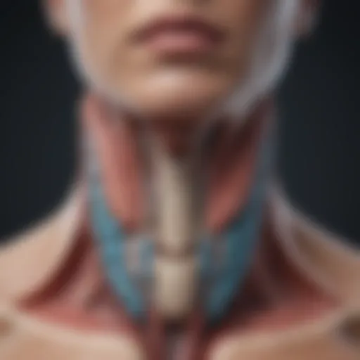 Thyroid gland anatomy illustration