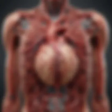 Overview of the Cardiovascular System Illustration of cardiovascular system
