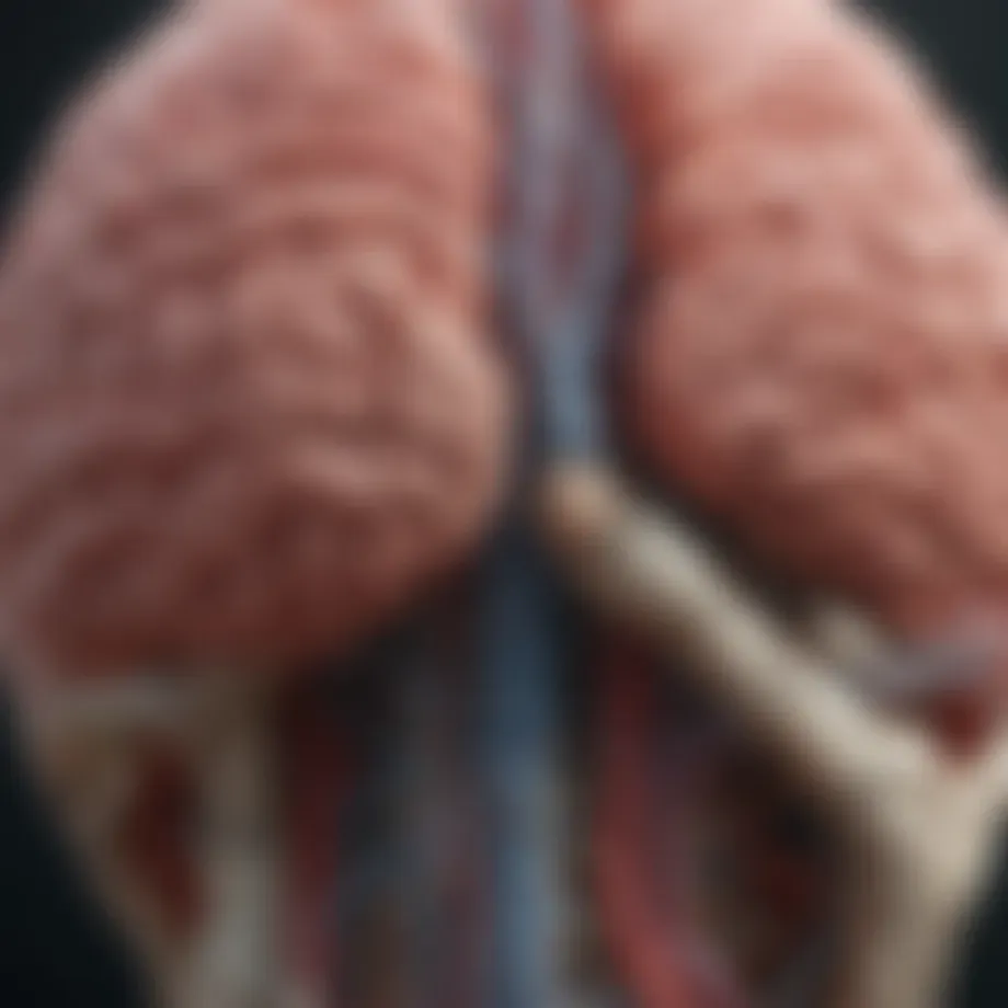 Neuroanatomy of speech areas in the brain