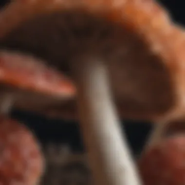 Mushroom Texture Resembling Meat Close-up of a mushroom showcasing its unique texture that resembles meat.
