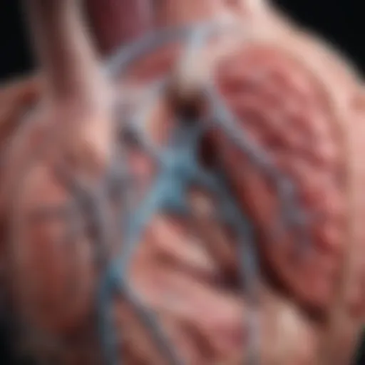 Illustration depicting the anatomy of the right ventricle and its connections to the pulmonary circulation.