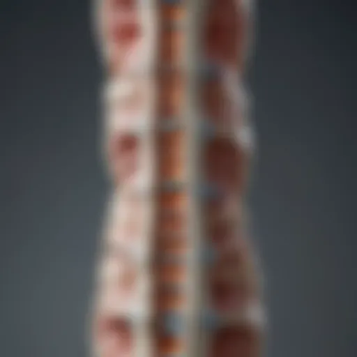 Illustration depicting the anatomy of the spinal column