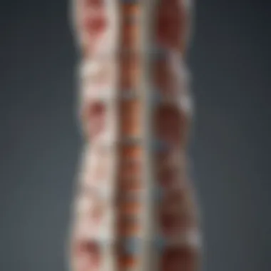 Anatomy of the Spinal Column Illustration depicting the anatomy of the spinal column