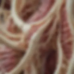 Detailed anatomical features of Spondyli