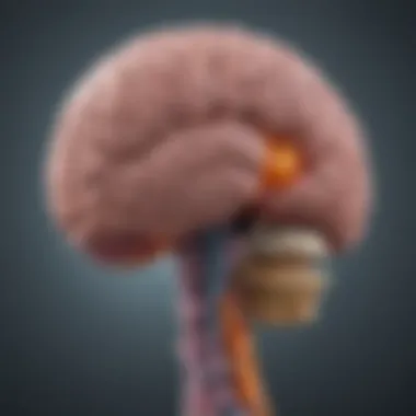 The Gut-Brain Axis: A Vital Connection Illustration of the gut-brain axis concept
