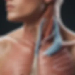 Illustration of the respiratory system highlighting airways and lungs