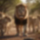 A lion interacting with its pride showcasing social behavior