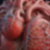 Illustration of a healthy heart vs. an enlarged heart