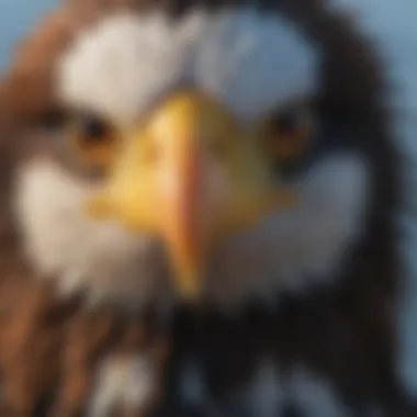 A close-up of the striking features of the Steller's Sea Eagle, showcasing its powerful beak and intense gaze.