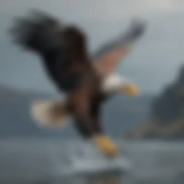 A Steller's Sea Eagle hunting for fish, highlighting its predatory skills and habitat.