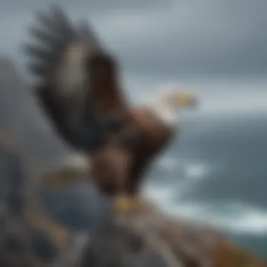 A Steller's Sea Eagle perched majestically on a rocky coastline.