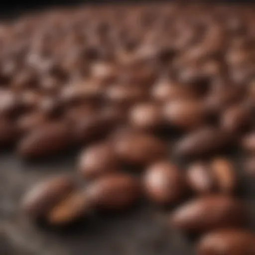 Close-up of cacao beans showcasing their rich texture