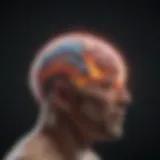 Visual representation of the brain highlighting anxiety-related areas