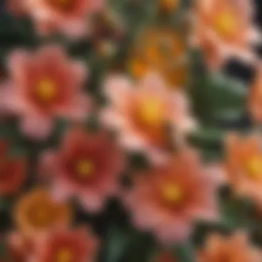 Floral Sources of Monofloral Honey Illustration of flowers that produce monofloral honey