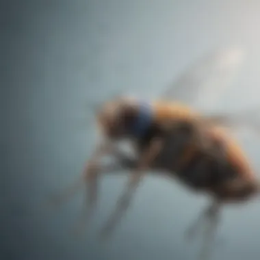Diagram showing the mechanism of fly vectors in gene transfer