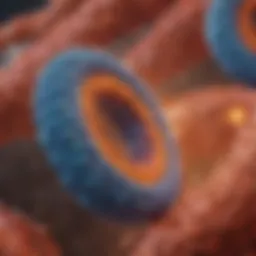 Illustration of mitochondria illustrating oxidative phosphorylation