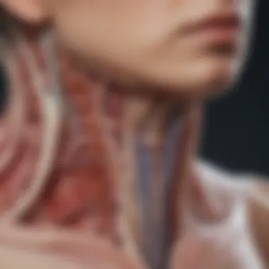 Anatomy of the Esophagus Illustration of esophageal structure
