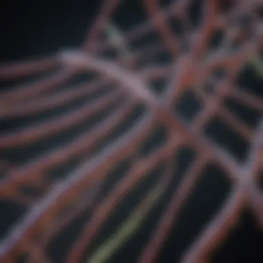 High-Resolution Genome Sequence Visualization A high-resolution visualization of a genome sequence