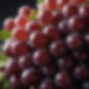 Grapes: A Symbol of Health Benefits A close-up of grape bunches showcasing their rich color and texture, symbolizing health benefits.