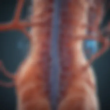 Diagram illustrating hormonal pathways in prostate cancer treatment