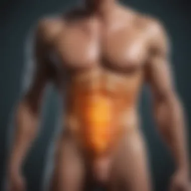 Phosphate Metabolism Illustration depicting phosphate metabolism in the body