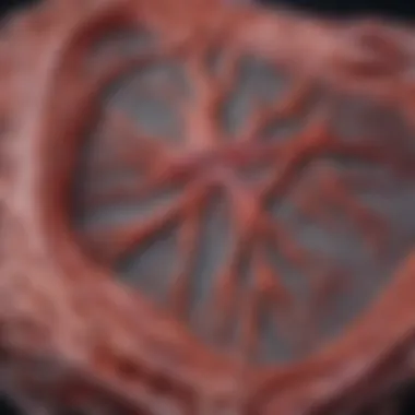 CCTA Visualization of Coronary Arteries Coronary Computed Tomography Angiography visualization of coronary arteries