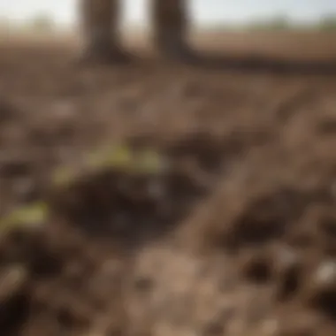 Assessing Soil Health After Herbicide Application Soil health assessment
